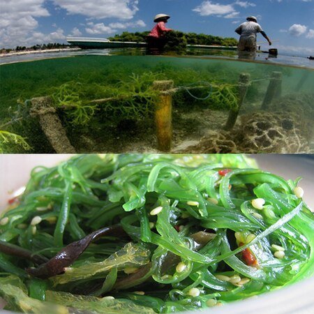 FOOD GRADE SEA WEED TESTING